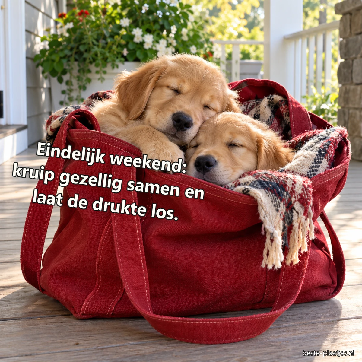 Twee golden retrieverpups liggen samen in een rode canvas weekendtas. Twee golden retrieverpups liggen samen in een rode canvas weekendtas.