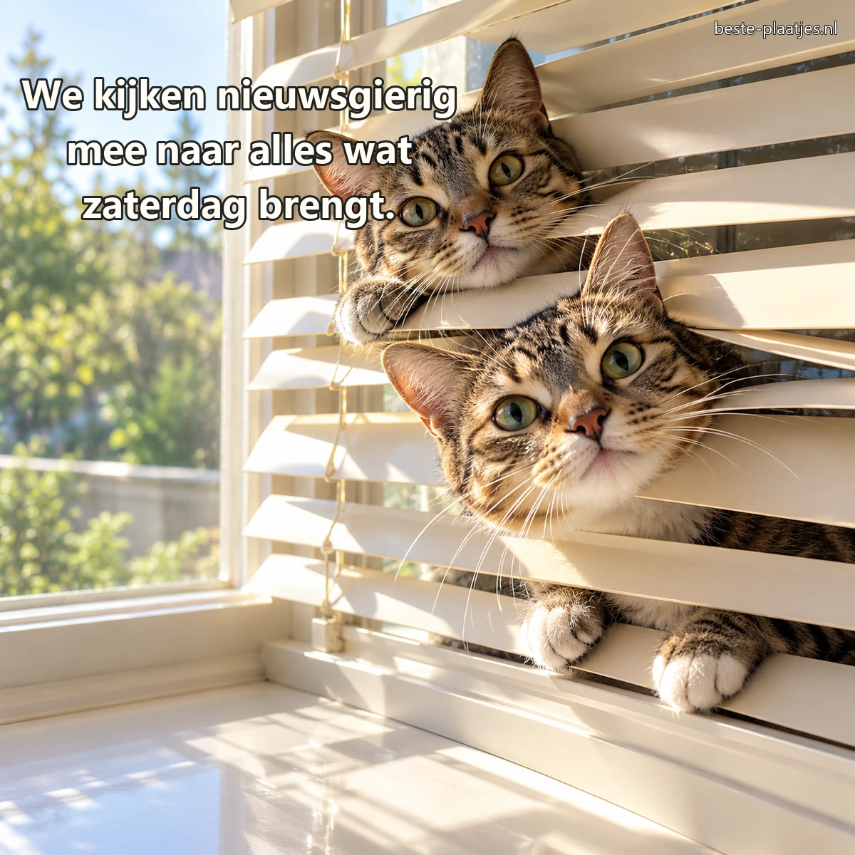 Twee tabbykatten kijken nieuwsgierig tussen houten jaloezieën door. Twee tabbykatten kijken nieuwsgierig tussen houten jaloezieën door.