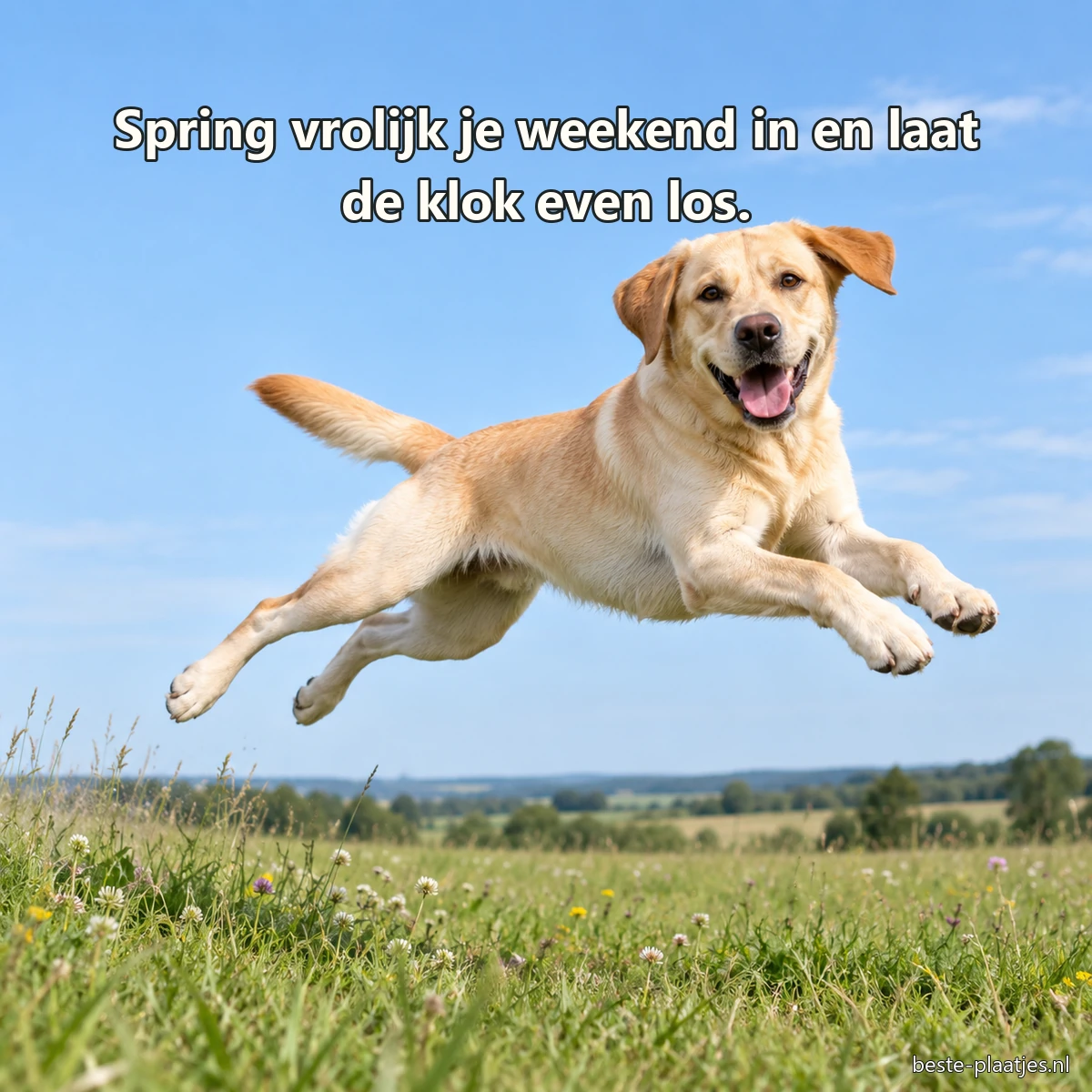 Een gele labrador springt uitgelaten boven het gras van een weide. Een gele labrador springt uitgelaten boven het gras van een weide.