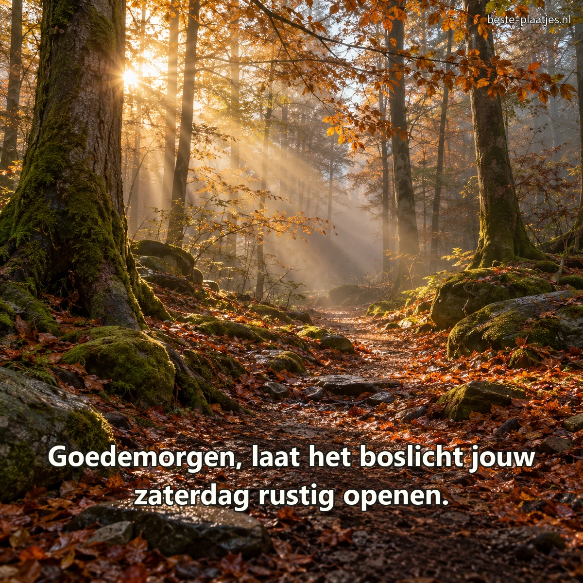 Zonnestralen vallen door een stil, licht nevelig bos na de regen. Zonnestralen vallen door een stil, licht nevelig bos na de regen.