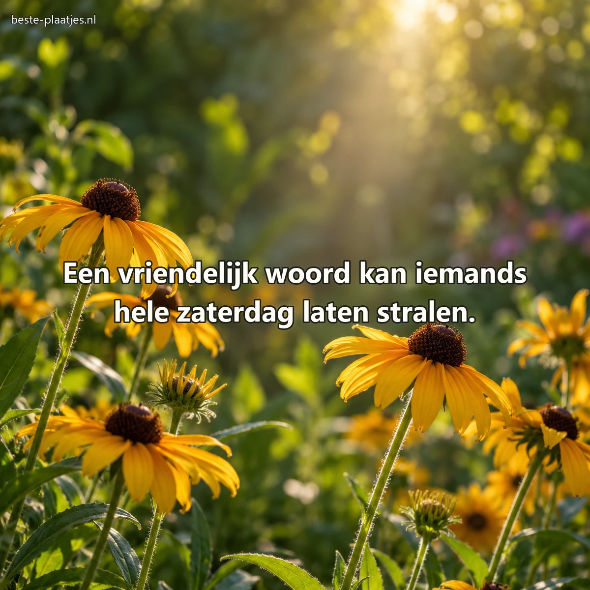 Gele zonnehoeden openen hun blaadjes naar een smalle zonnestraal. Gele zonnehoeden openen hun blaadjes naar een smalle zonnestraal.