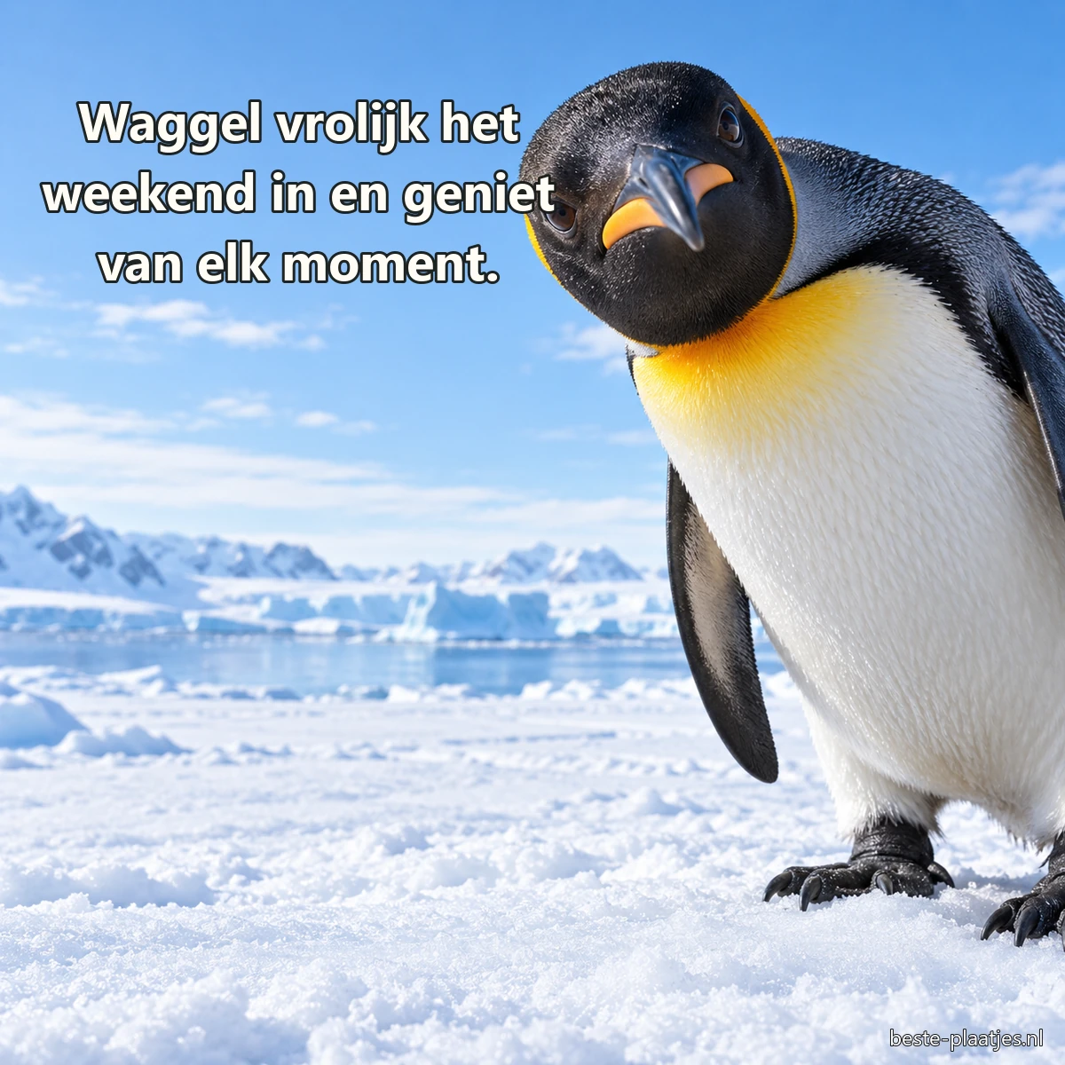 Een jonge koningspinguïn kijkt nieuwsgierig tegen een bleke sneeuwlucht. Een jonge koningspinguïn kijkt nieuwsgierig tegen een bleke sneeuwlucht.