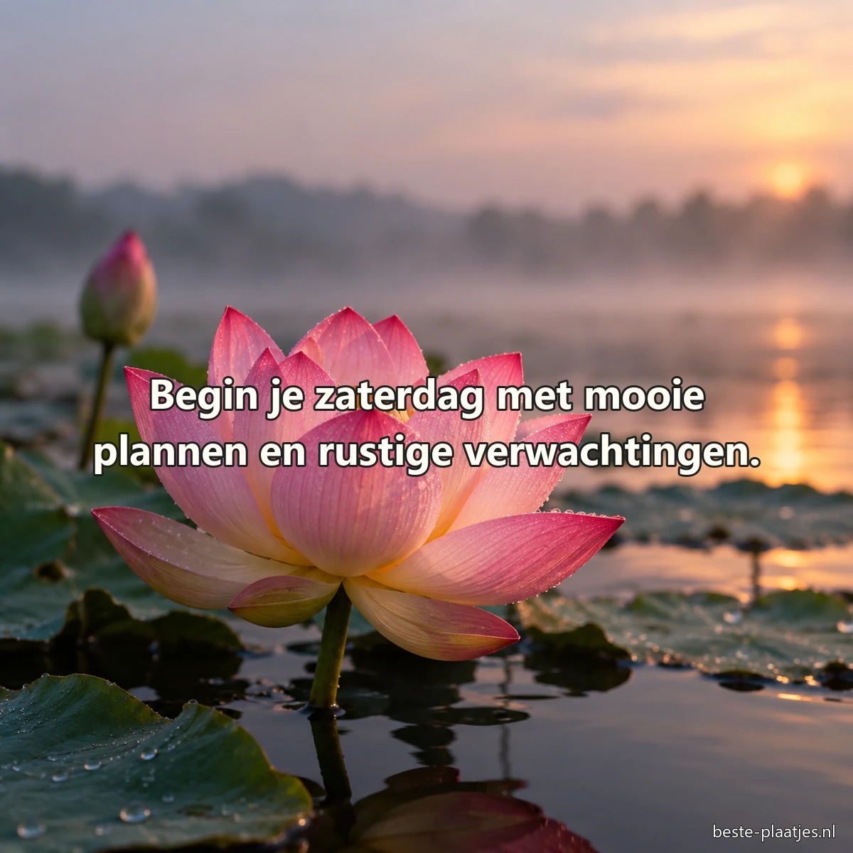 Een roze lotus opent boven donker vijverwater in het eerste ochtendlicht. Een roze lotus opent boven donker vijverwater in het eerste ochtendlicht.