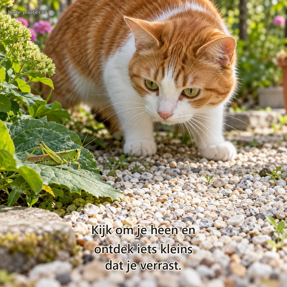 Een rood-witte kat bestudeert voorzichtig een groene sprinkhaan op een tuinblad.