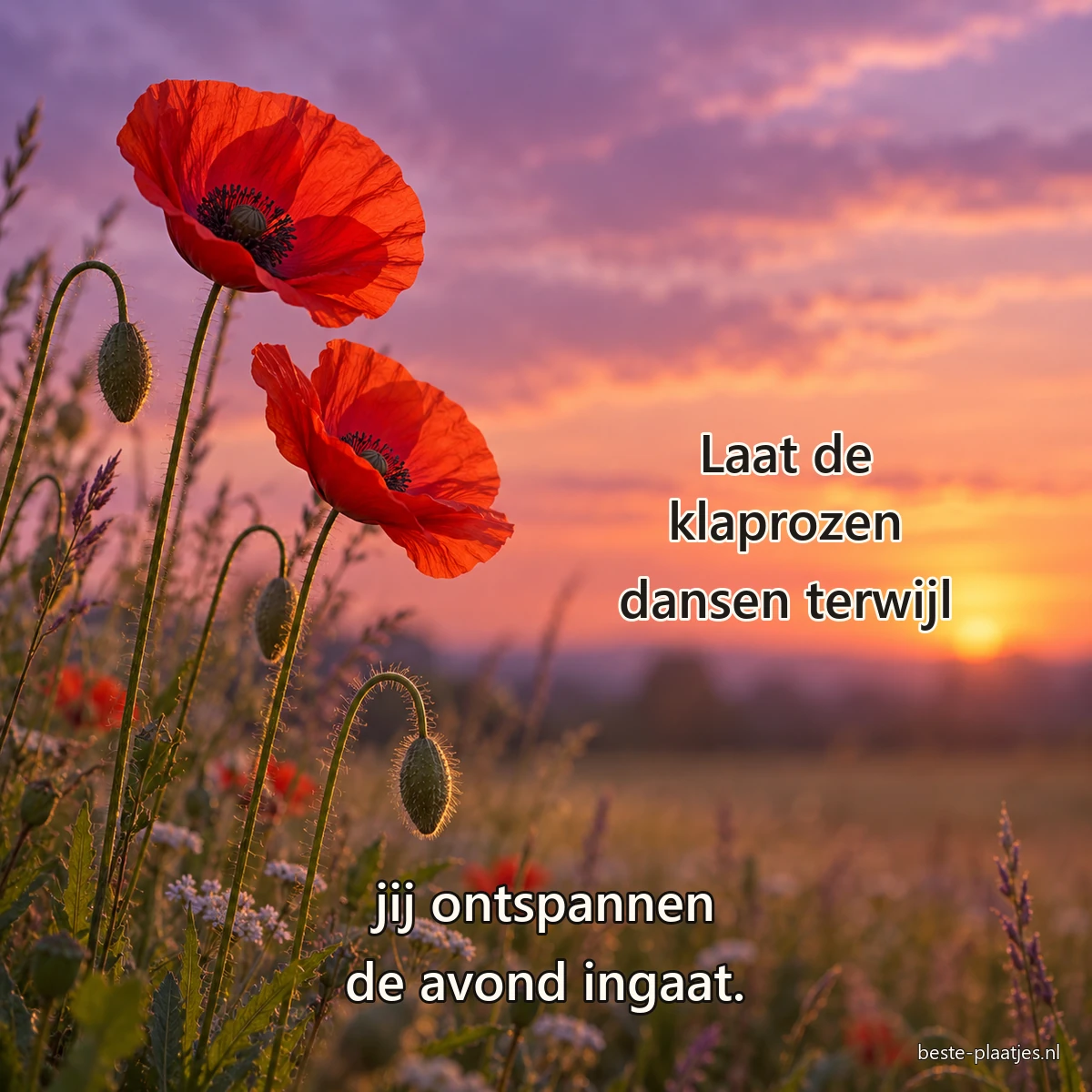 Rode klaprozen steken scherp af tegen een zachtroze avondlucht boven de weide.