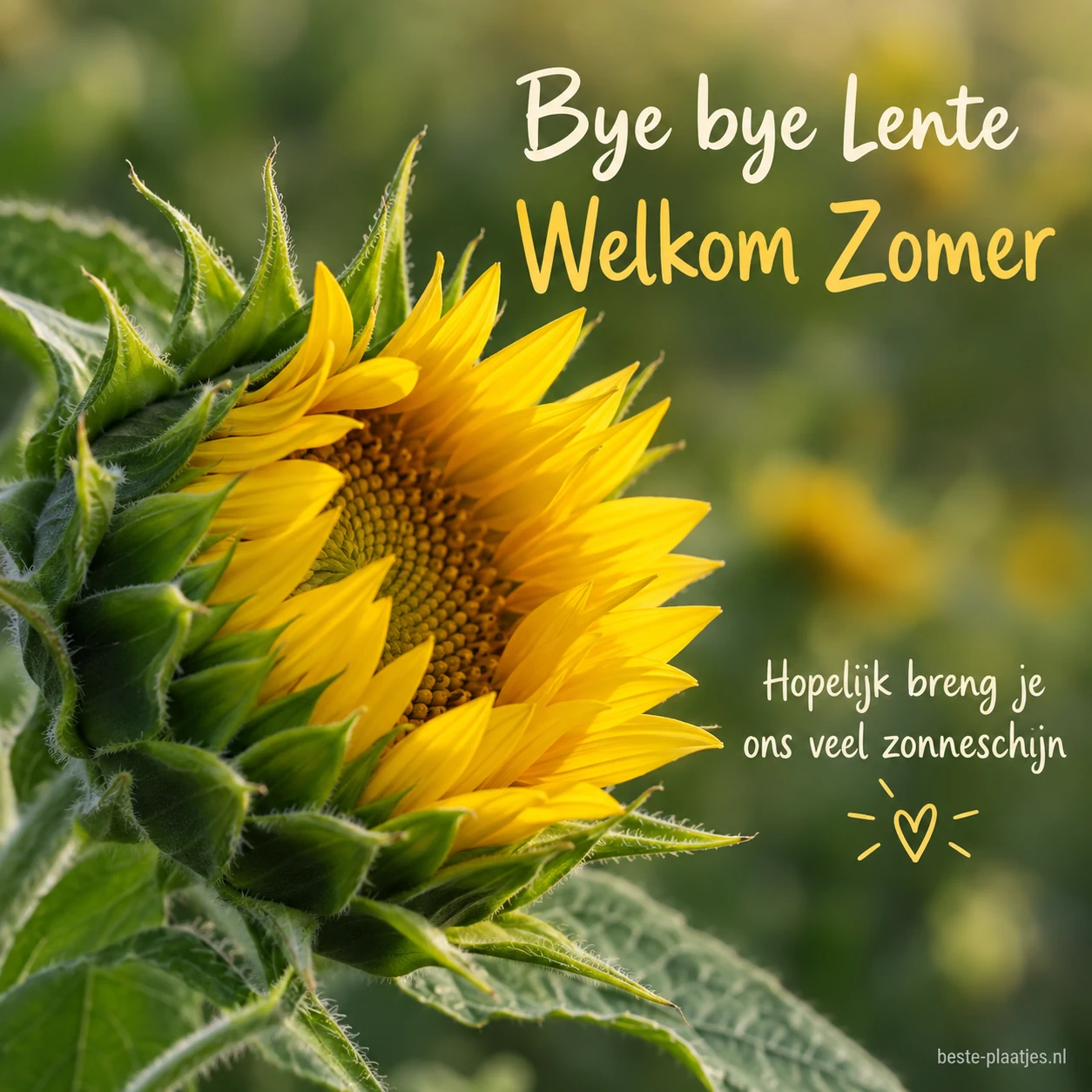 Een gele zonnebloem opent zich voor een zachte groene achtergrond.
