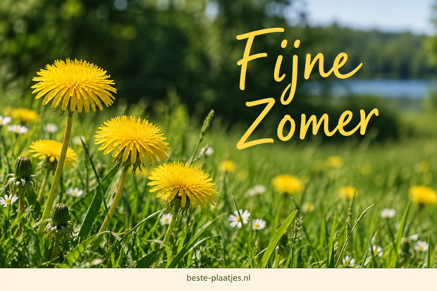 Gele paardenbloemen bloeien in een groene weide.