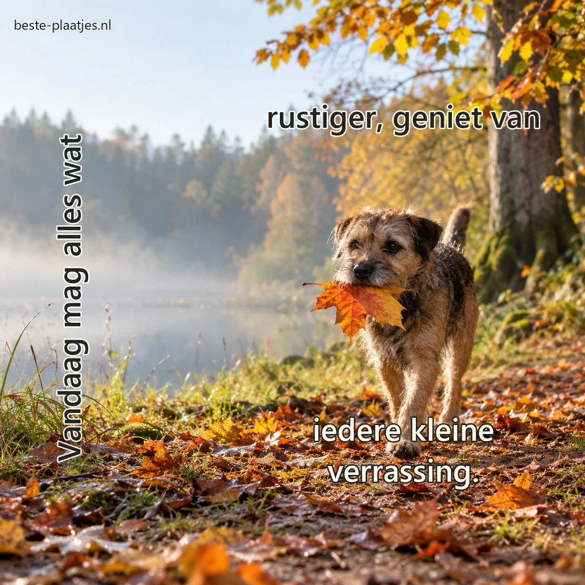 Een ruwharige terriër draagt een esdoornblad langs een stille bosrand.