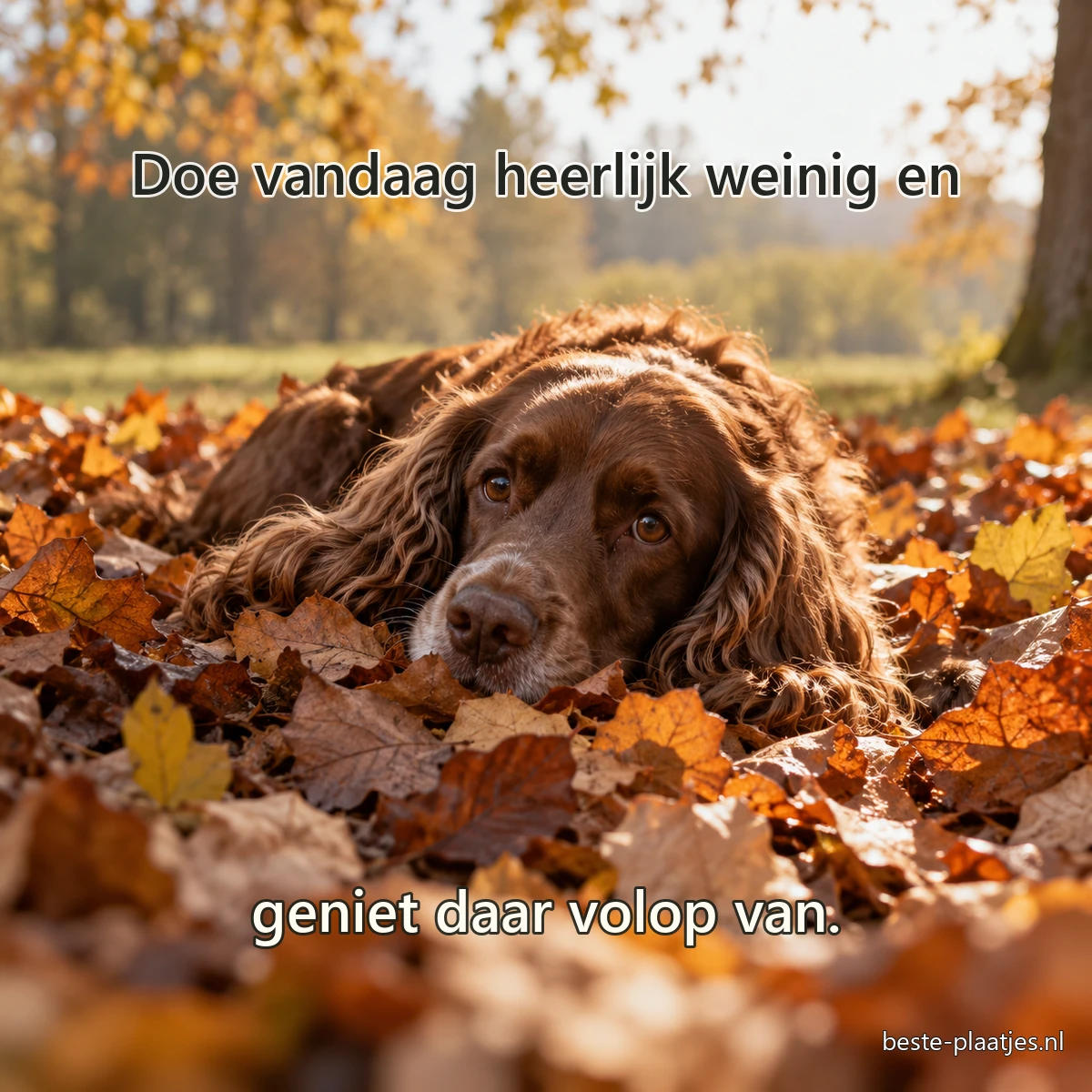 Een bruine spaniel ligt ontspannen in een mand van droge herfstbladeren.