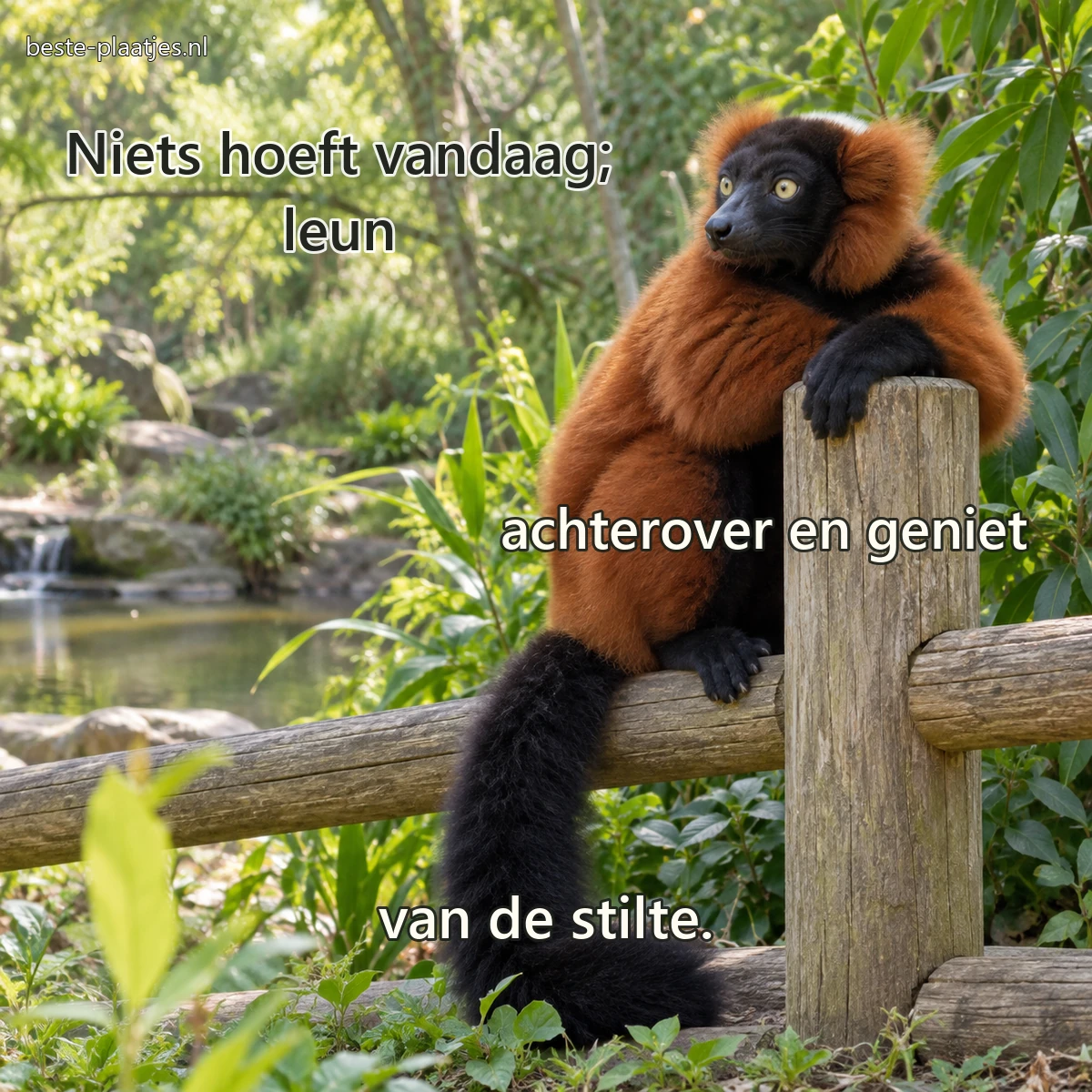 Een rode vari leunt ontspannen tegen een houten hek in een groen dierenpark. Een rode vari leunt ontspannen tegen een houten hek in een groen dierenpark.