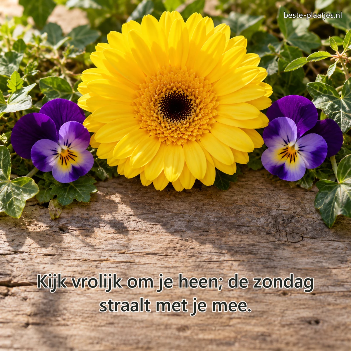 Een gele gerbera en twee viooltjes vormen samen een speels bloemengezicht. Een gele gerbera en twee viooltjes vormen samen een speels bloemengezicht.