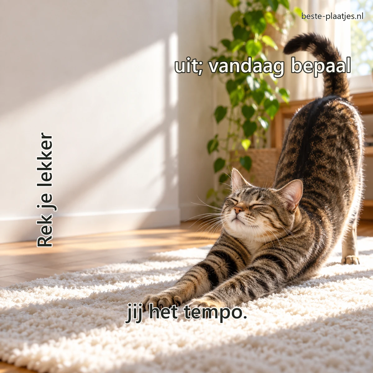 Een cyperse kat strekt zich uit op een wit vloerkleed in zonlicht. Een cyperse kat strekt zich uit op een wit vloerkleed in zonlicht.
