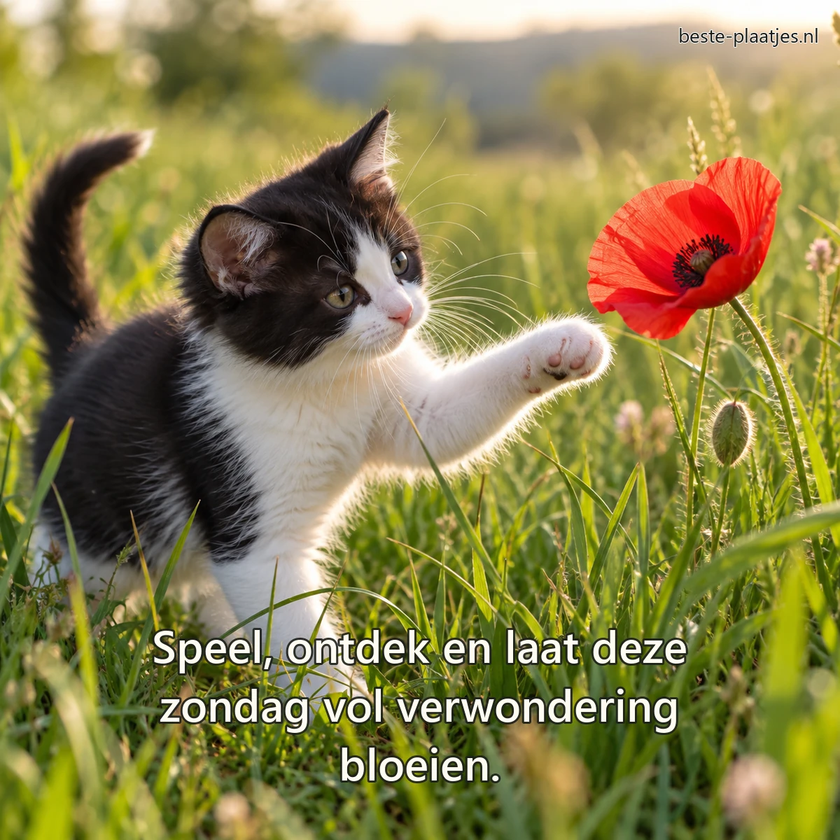Een zwart-wit kitten reikt voorzichtig naar een rode klaproos in hoog gras. Een zwart-wit kitten reikt voorzichtig naar een rode klaproos in hoog gras.