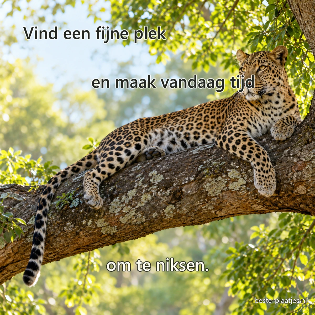 Een luipaard rust languit op een dikke boomtak in gevlekt zonlicht. Een luipaard rust languit op een dikke boomtak in gevlekt zonlicht.