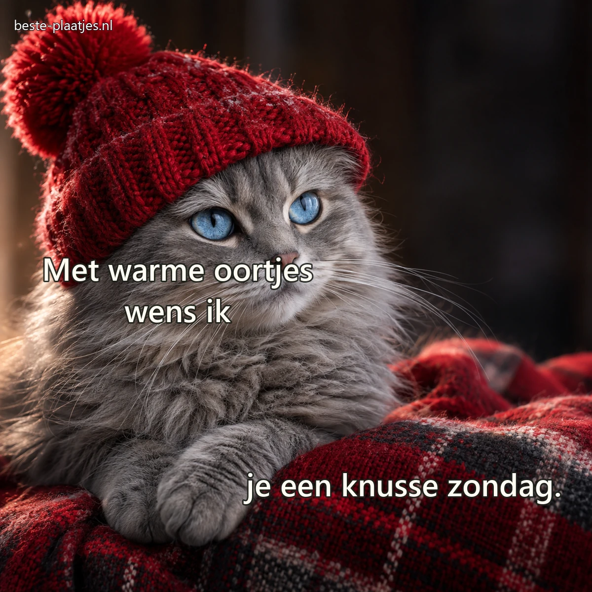 Een grijze kat met blauwe ogen draagt een zachte rode wintermuts. Een grijze kat met blauwe ogen draagt een zachte rode wintermuts.