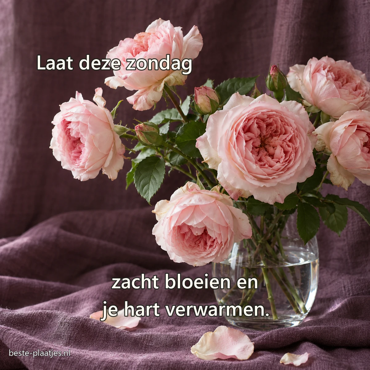 Lichtroze tuinrozen staan in een eenvoudige glazen vaas tegen pruimkleurig linnen. Lichtroze tuinrozen staan in een eenvoudige glazen vaas tegen pruimkleurig linnen.