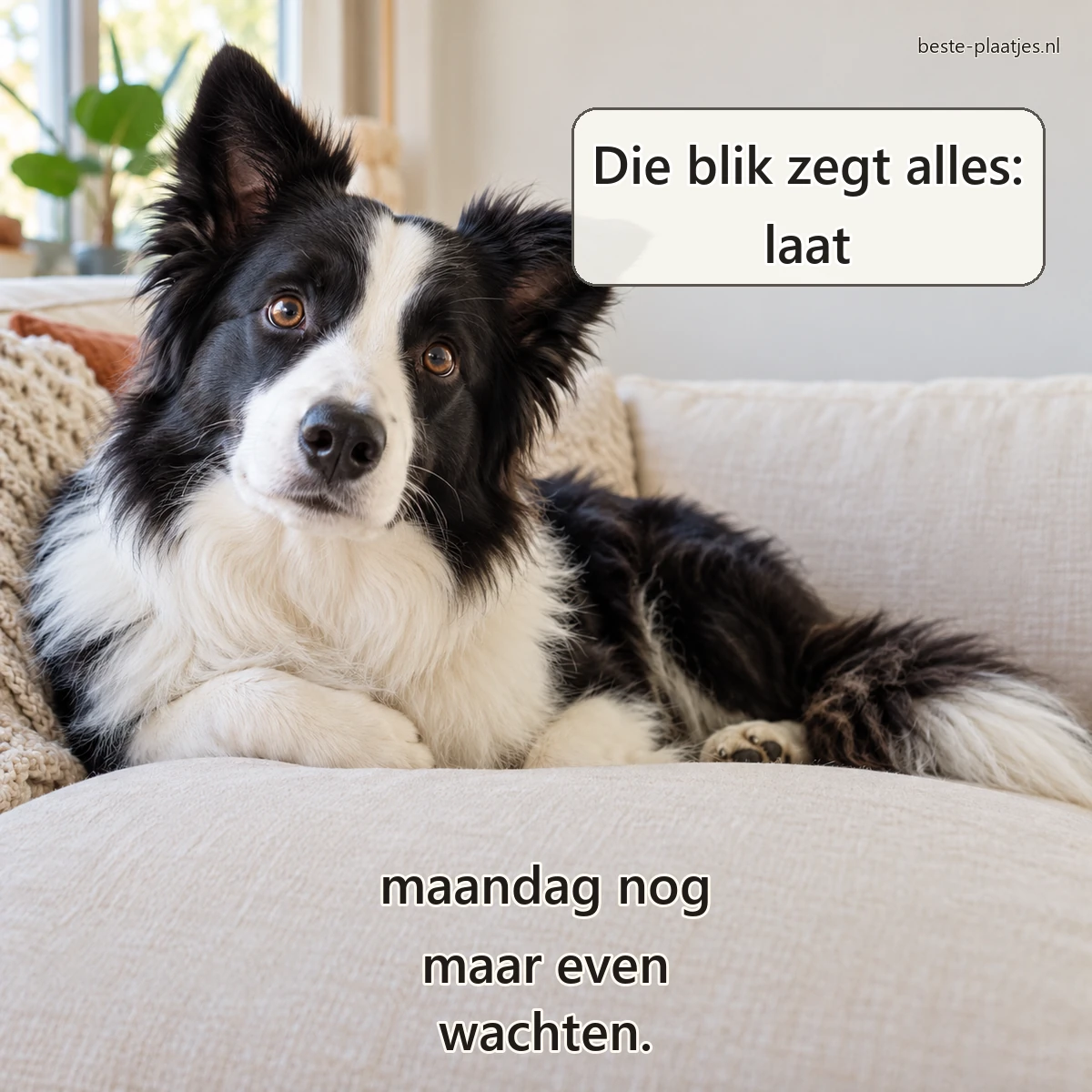 Een bordercollie kijkt verbaasd maar vriendelijk vanaf een crèmekleurige bank.