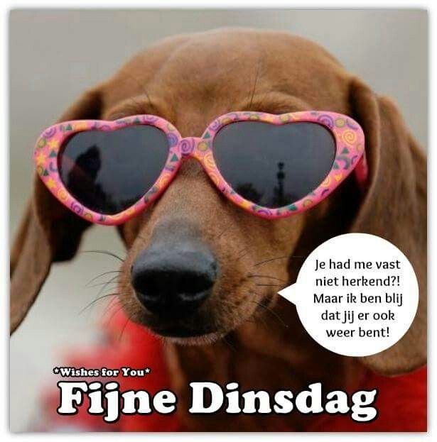 fijne dinsdag humor 000 - fijne dinsdag humor